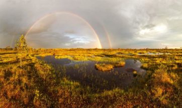 Животные болот – список, название, виды, описание, характеристика с фото и видео