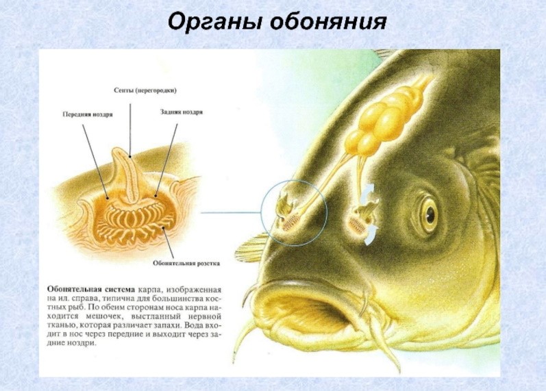 Все ли рыбы немы?