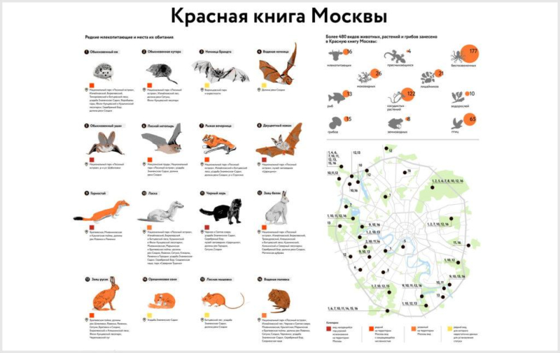 Красная книга Москвы и Московской области – список, описание животных, птиц, растений, насекомых, грибов с фото и видео