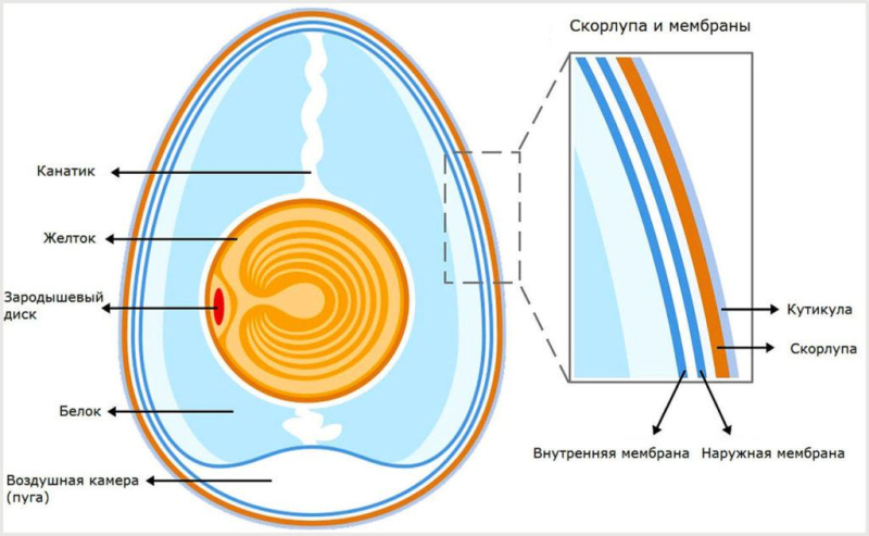 Как дышит цыпленок внутри яйца?