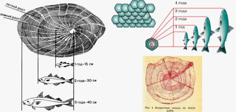 Можно ли определить возраст рыб?