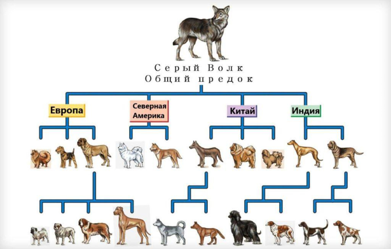 Домашние животные – кто такие, виды, классификация, история одомашнивания, интересные факты, фото и видео